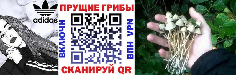 Галлюциногенные грибы мухоморы  купить наркотик  Сертолово 